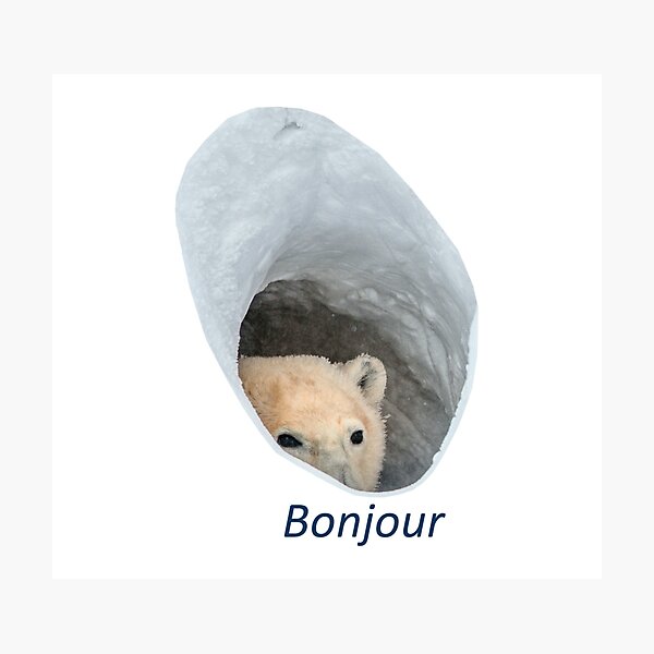 Bonjour polar bear meme Photographic Print.