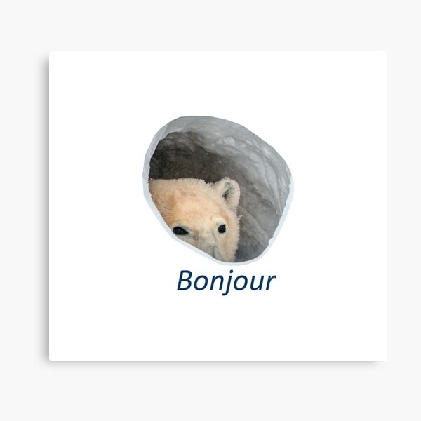 Bonjour polar bear meme Metal Print