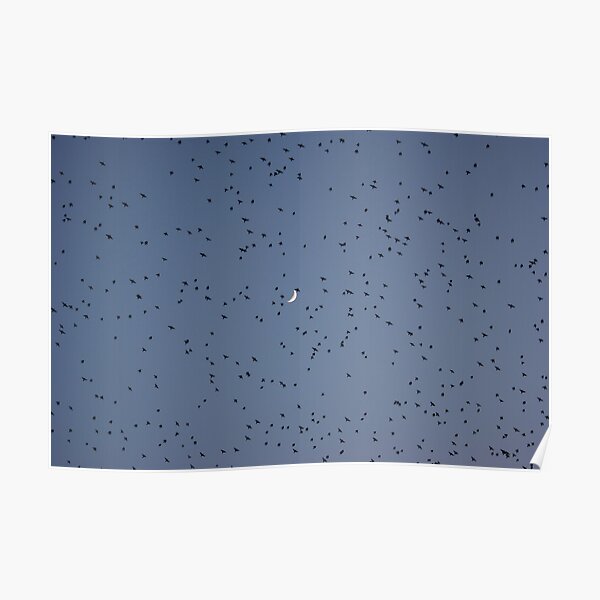 Murmuration 2 Poster