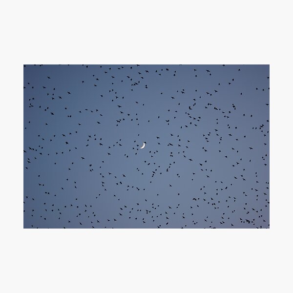 Murmuration 2 Photographic Print