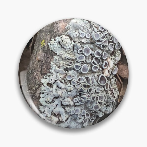 Item preview, Lichen in the Woods  designed and sold by Paula Betz.
