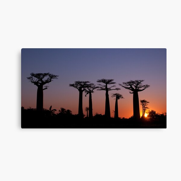 Baobab Alley, Madagascar Canvas Print