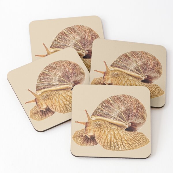 Item preview, Achatina snail taken closeup isolated on white. designed and sold by IaroslavB.