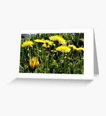 Spring Dandelions Greeting Card