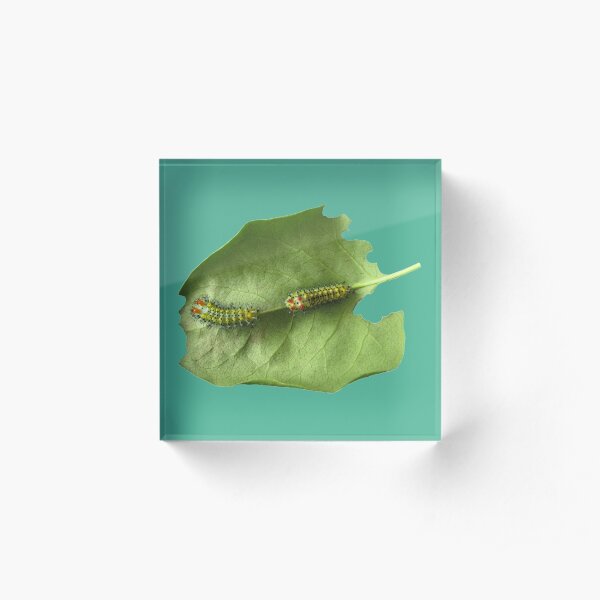 Cecropia Caterpillar Eating Leaf Acrylic Block
