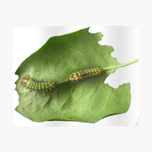 Cecropia Caterpillar Eating Leaf Poster