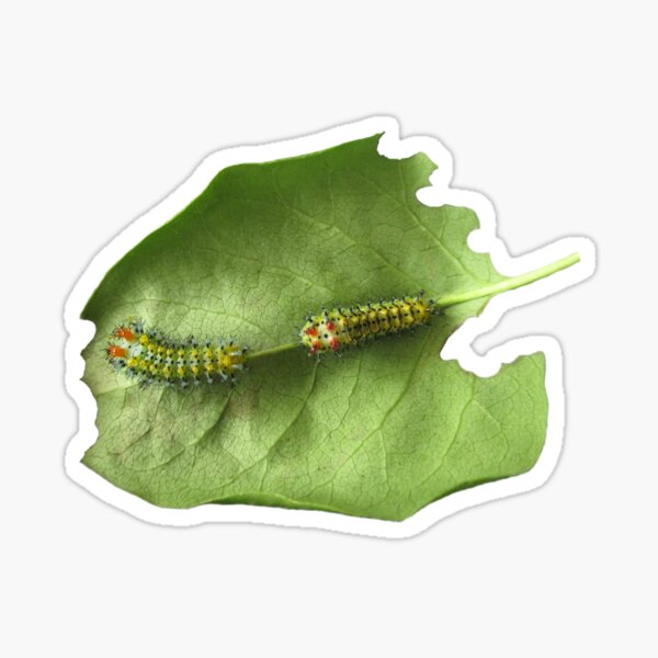 Cecropia Caterpillar Eating Leaf Sticker