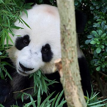 Artwork thumbnail, Panda by Kokako