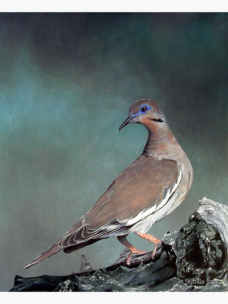 White Wing Dove by Gypsybilla