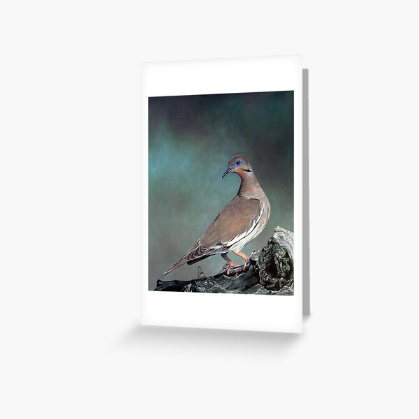 White Wing Dove Greeting Card