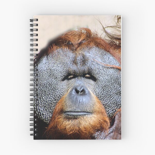 Artikelvorschau, Orang-Utan-Affengesichts-Porträt-Nahaufnahme entworfen und verkauft von worldways.