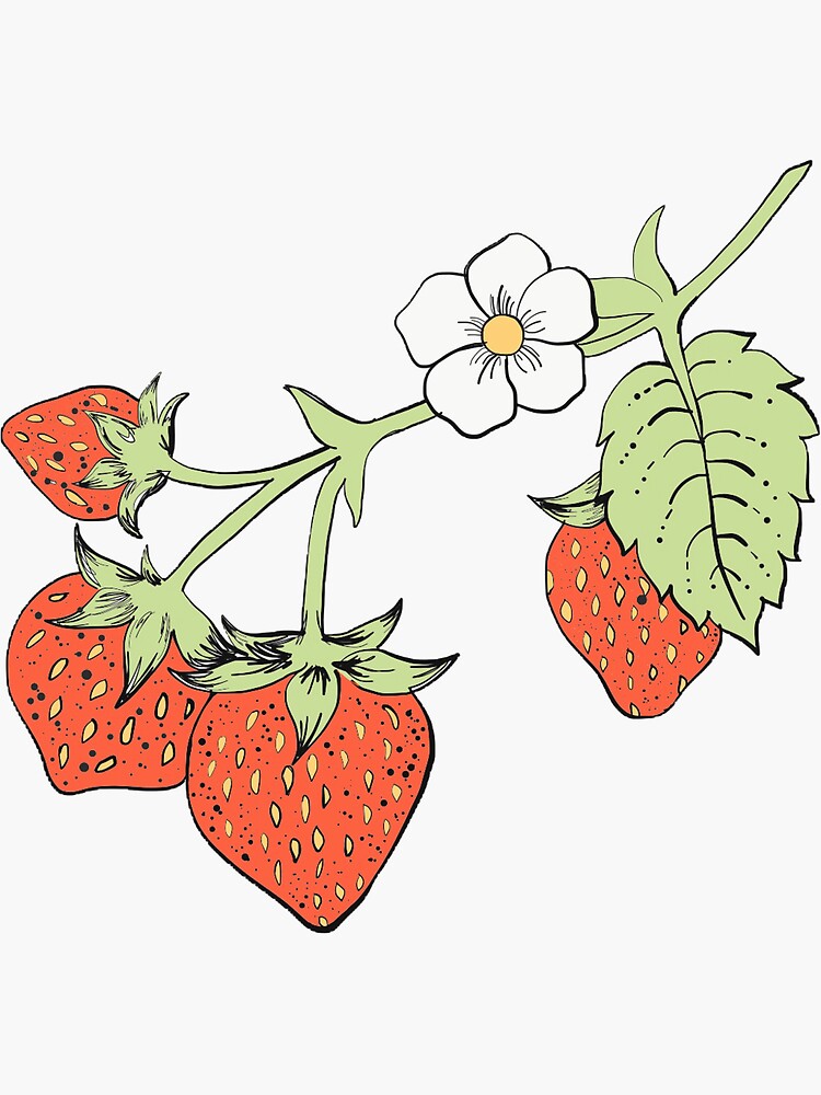 Ink strawberry herbal vector illustration. strawberry flowers posters for  the wall • posters health, graphic, garden | myloview.com