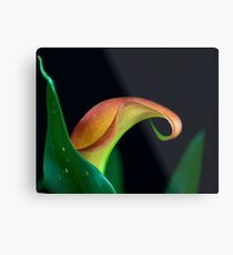 Cala Lily Metal Print