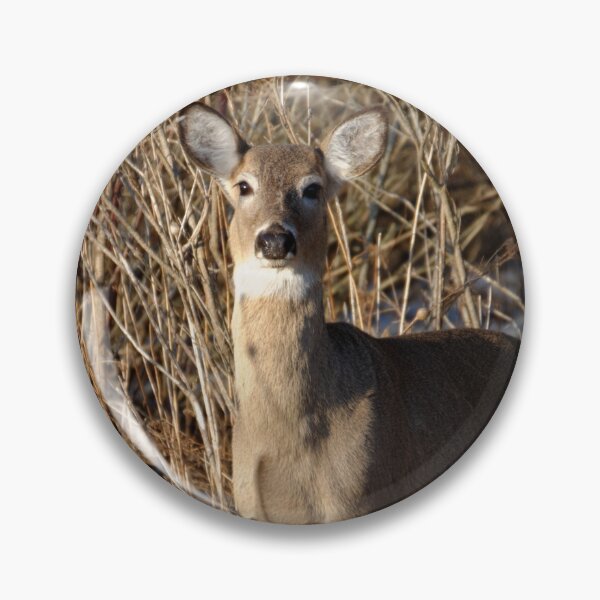 Item preview, White-tailed Deer - Ontario, Canada designed and sold by rodmacpherson.