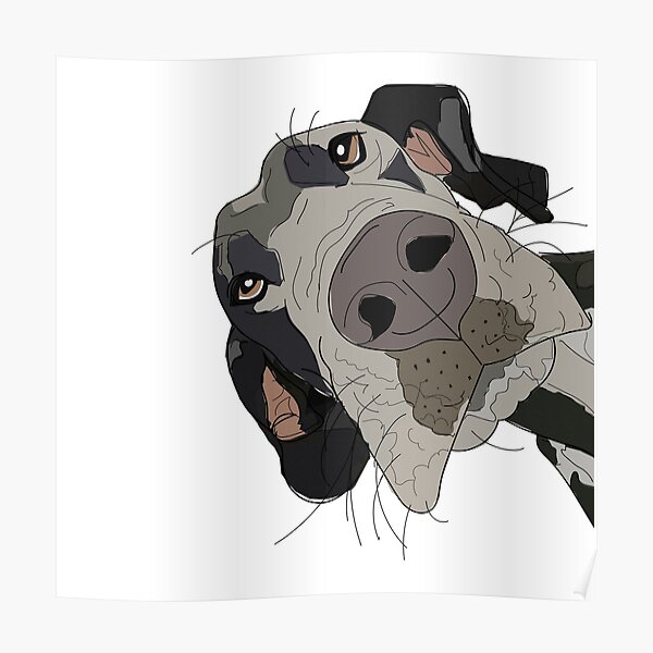 Great Dane In Your Face Dog Poster