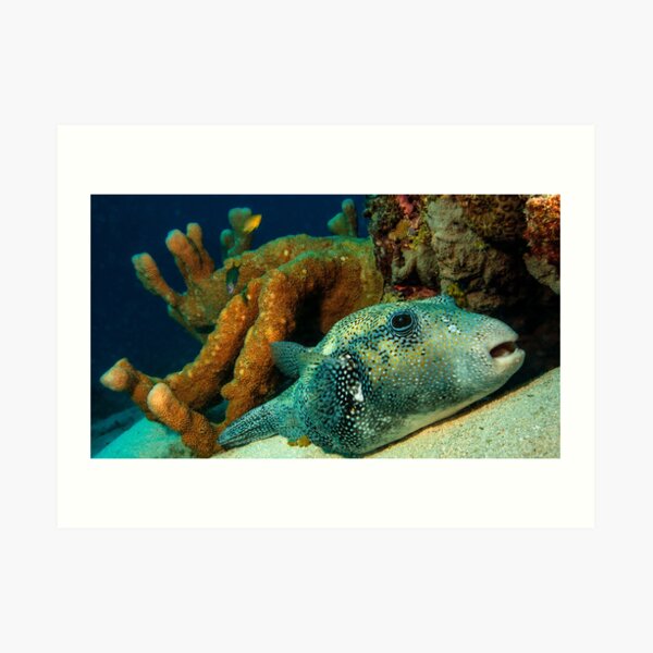 Puffer at rest Art Print