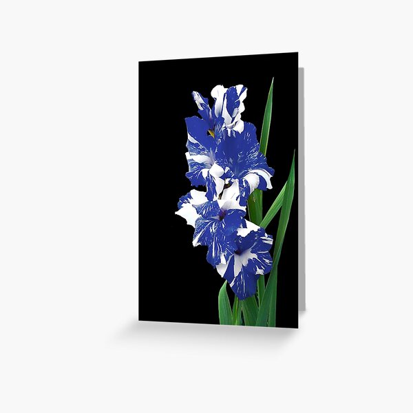 Item preview, Royal Blue and White Gladiolus Sword Lilies designed and sold by walkswithnature.