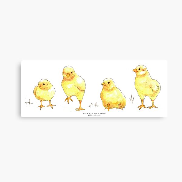 Four Tiny Chicks Canvas Print