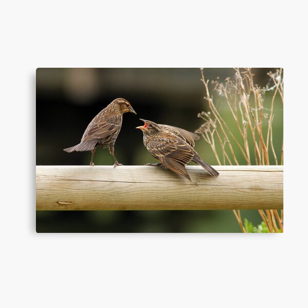 Lunch on a Fence Post Canvas Print