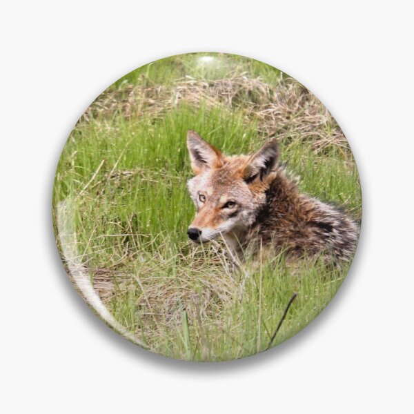 Item preview, Coyote in The Grass.. designed and sold by RichImage.