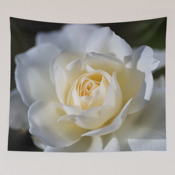 Item preview, Soft And White Rose designed and sold by Joy Watson - Natural Light Photography .