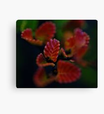 This seasons fall, next seasons buds Canvas Print