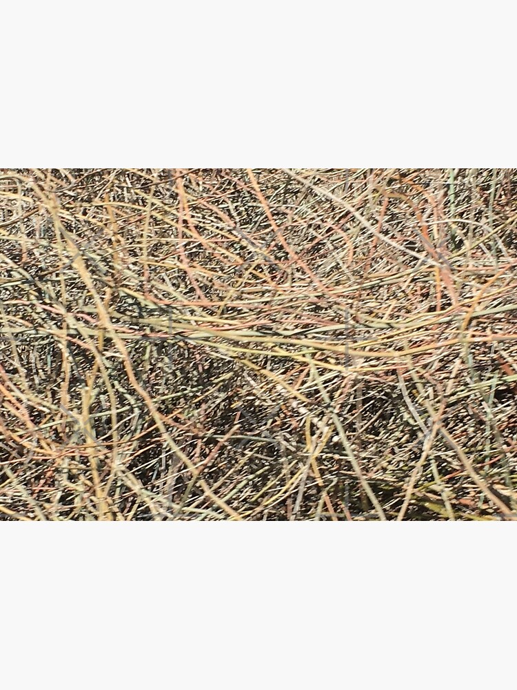 straw grass by Wiilpa
