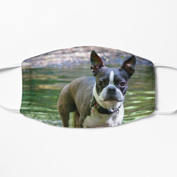 Download Boston Terrier Face Masks Redbubble PSD Mockup Templates