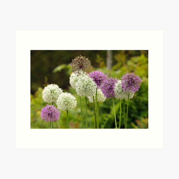 Floral Worlds Art Print