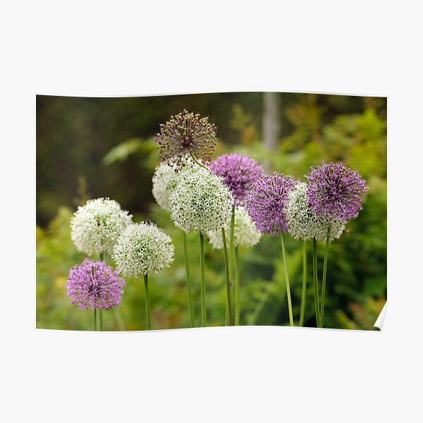 Floral Worlds Poster