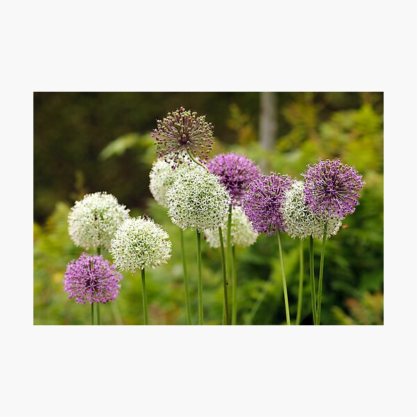 Floral Worlds Photographic Print