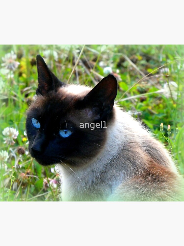 Chocolate Burmese Blue Burmese Cat For Sale Chocolate Point