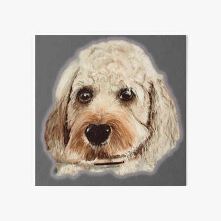 grey cavapoo