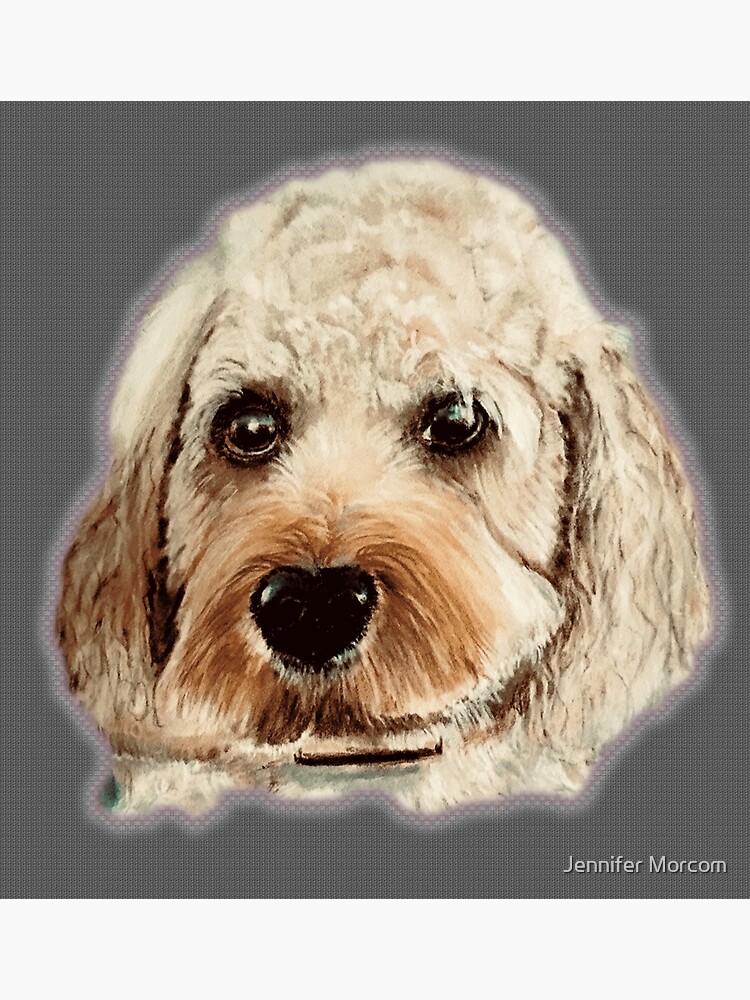 grey cavapoo