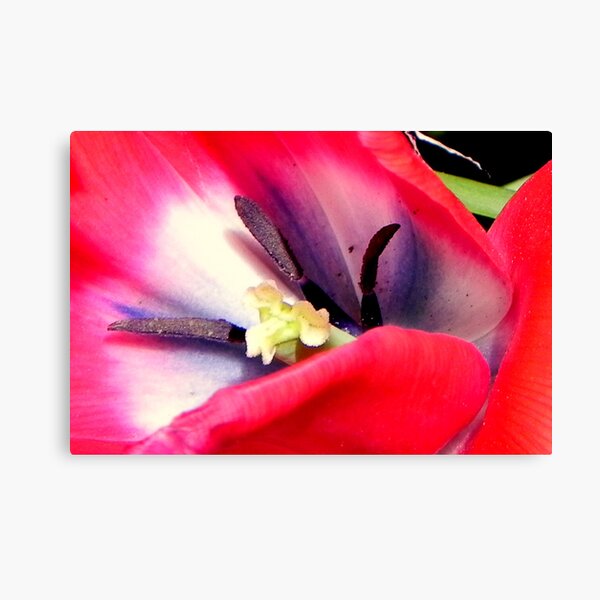 Inner Beauty © Canvas Print