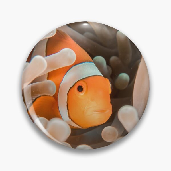 Item preview, Clown Fish designed and sold by madtoyman.