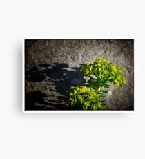 Euphorbia On The Rocks Canvas Print