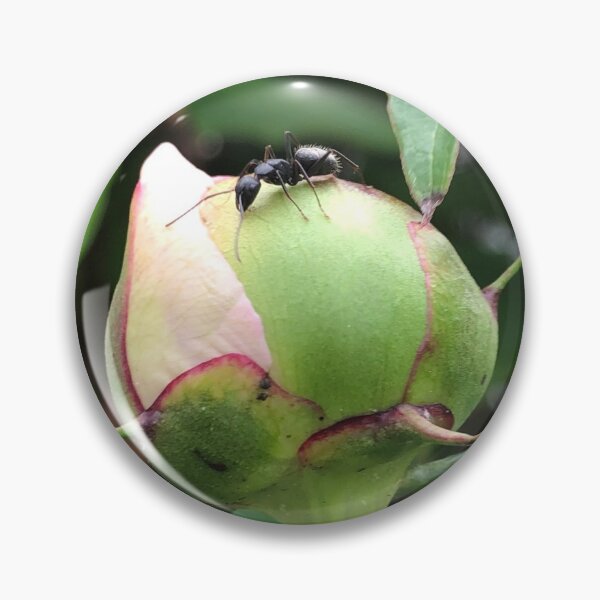 Item preview, Ant on a Flower Bud designed and sold by Artsyphotos8.