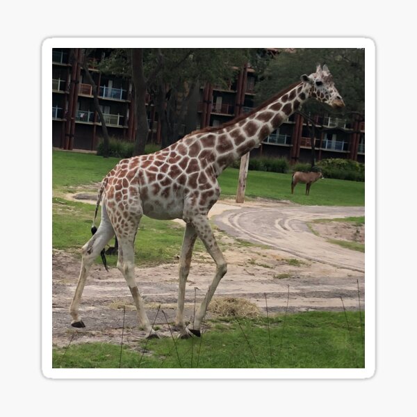 Giraffe on Savanna Sticker