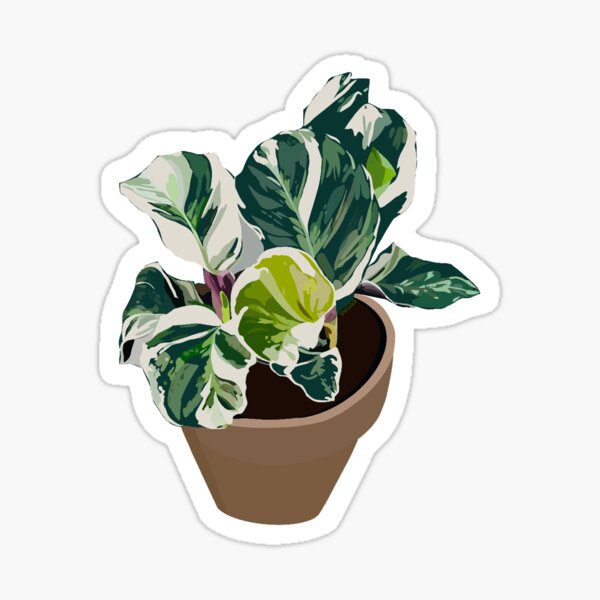 Variegated plant Sticker