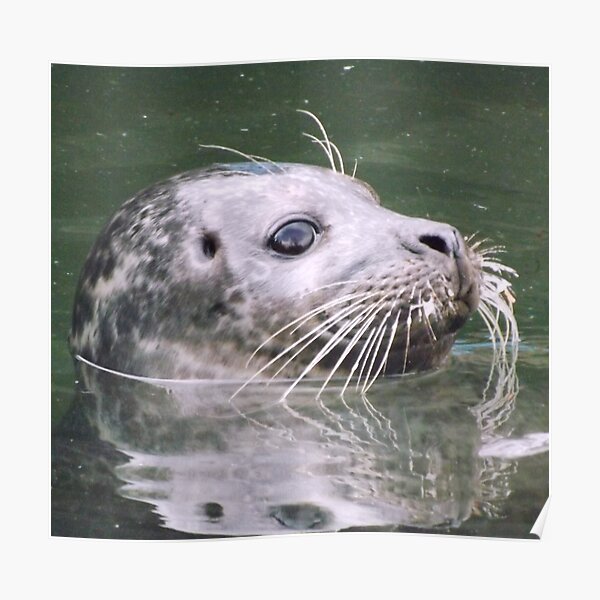 Whiskers of the seal Poster