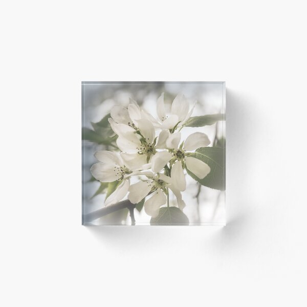 Apple blossoms b&w Acrylic Block
