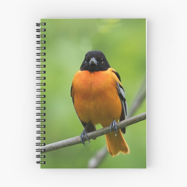 Artikelvorschau, Baltimore Oriole entworfen und verkauft von WorldDesign.