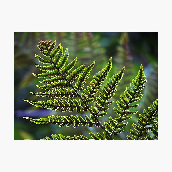 Item preview, Tiny Fern Aglow designed and sold by Roger Easley.