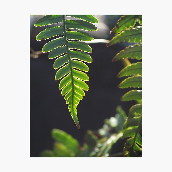 Item preview, Fern Light and Shadow designed and sold by Roger Easley.