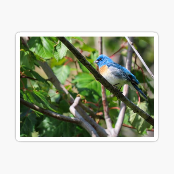 Lazuli Bunting Sticker