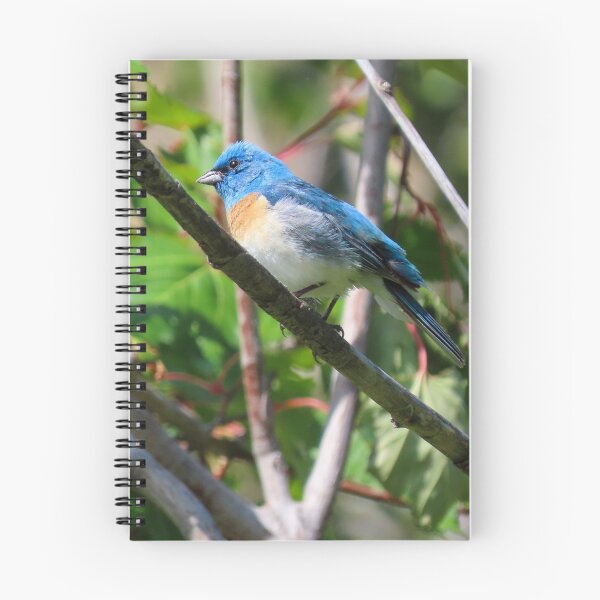 Item preview, Lazuli Bunting  designed and sold by DigitalGen.