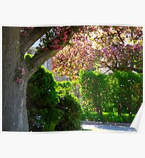 Pink blossoms adrift Poster