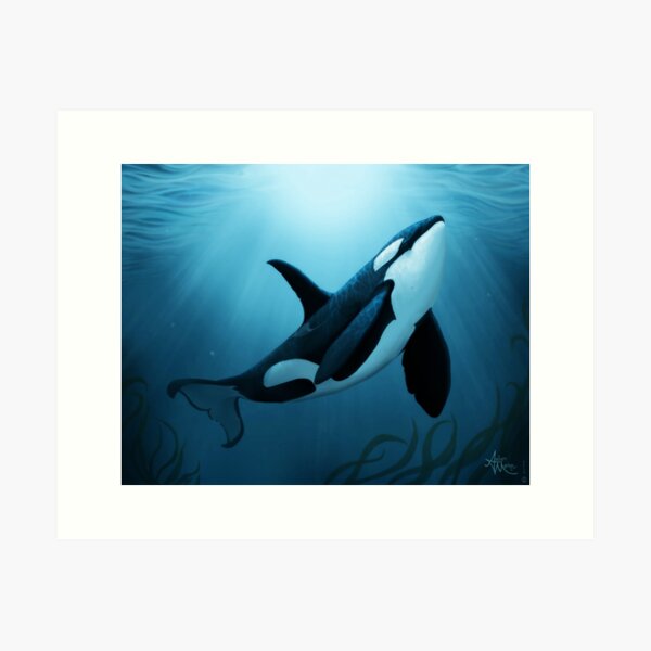 "The Dreamer" by Amber Marine ~ (Copyright 2015) orca art / killer whale digital painting Art Print