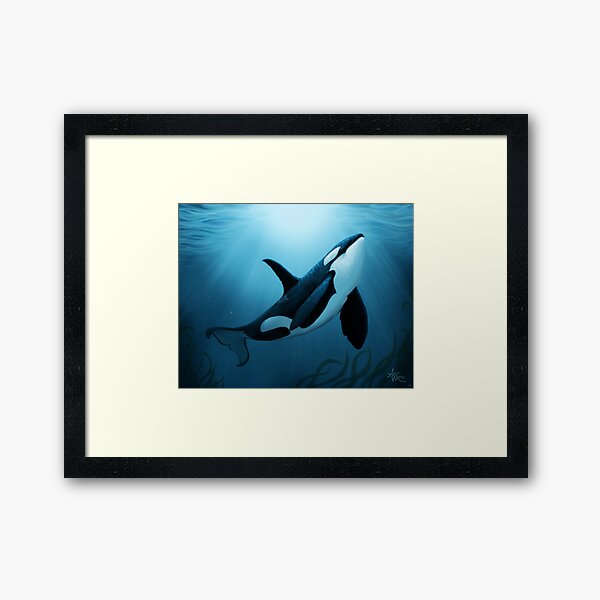 "The Dreamer" by Amber Marine ~ (Copyright 2015) orca art / killer whale digital painting Framed Art Print